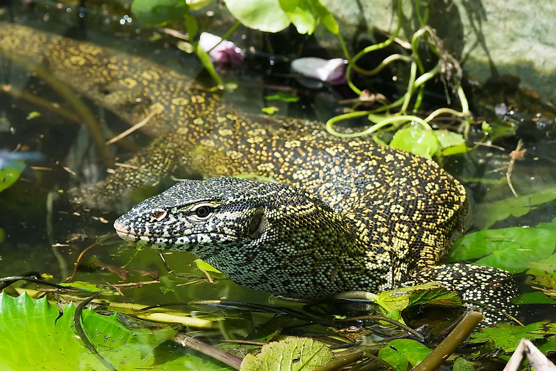 10 Animals That Live in the Florida Everglades