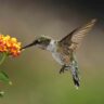 7 Long-Blooming Flowers for Attracting Butterflies and Hummingbirds