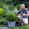 8 Small Evergreen Shrubs for Your Landscape